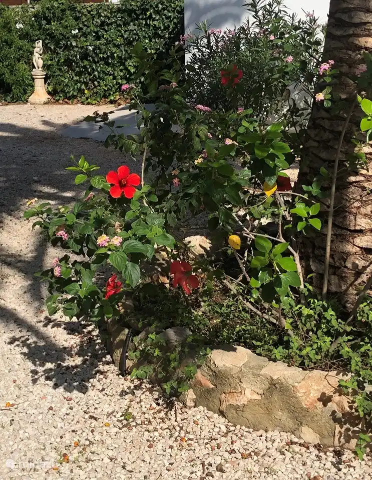 Tres Palmas Hibiscus