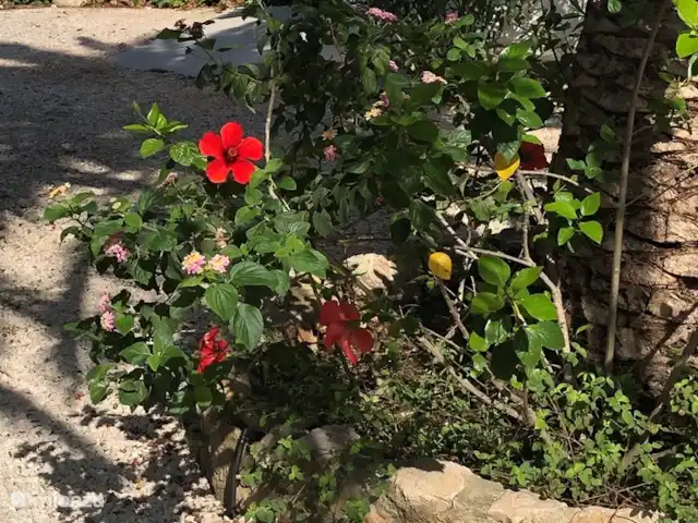 Tres Palmas | Espagne, Costa Blanca, Dénia - villa Tres Palmas Hibiscus