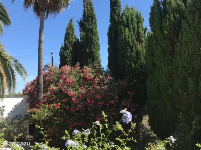 Tres Palmas | Espagne, Costa Blanca, Dénia - villa Jardin de Tres Palmas en fleurs