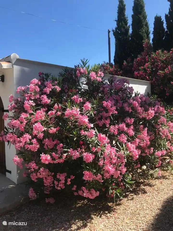 Tres Palmas Oleander en fleur