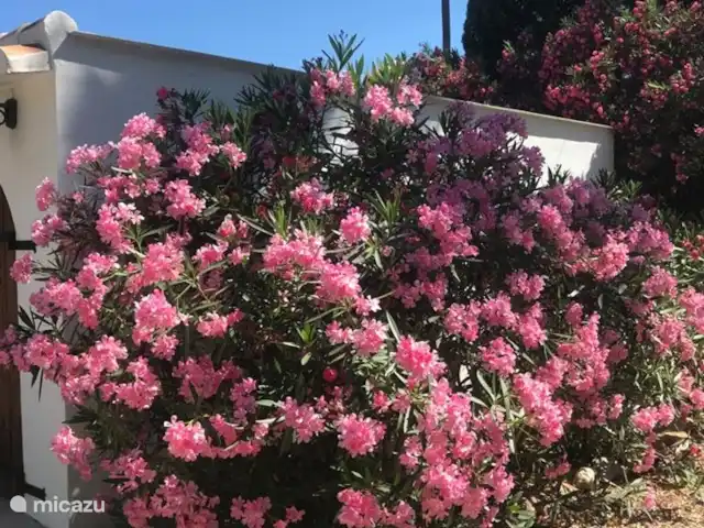 Tres Palmas | Espagne, Costa Blanca, Dénia - villa Tres Palmas Oleander en fleur