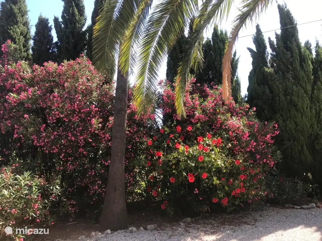 Jardin de Tres Palmas en fleurs