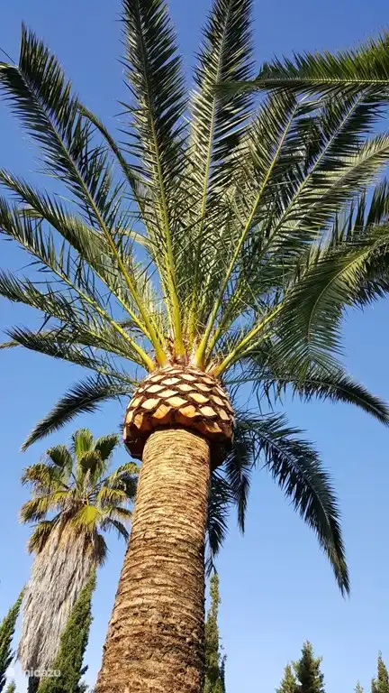 Tres Palmas Un des palmas.