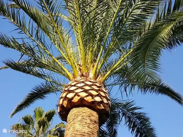 Tres Palmas | Espagne, Costa Blanca, Dénia - villa Tres Palmas Un des palmas.