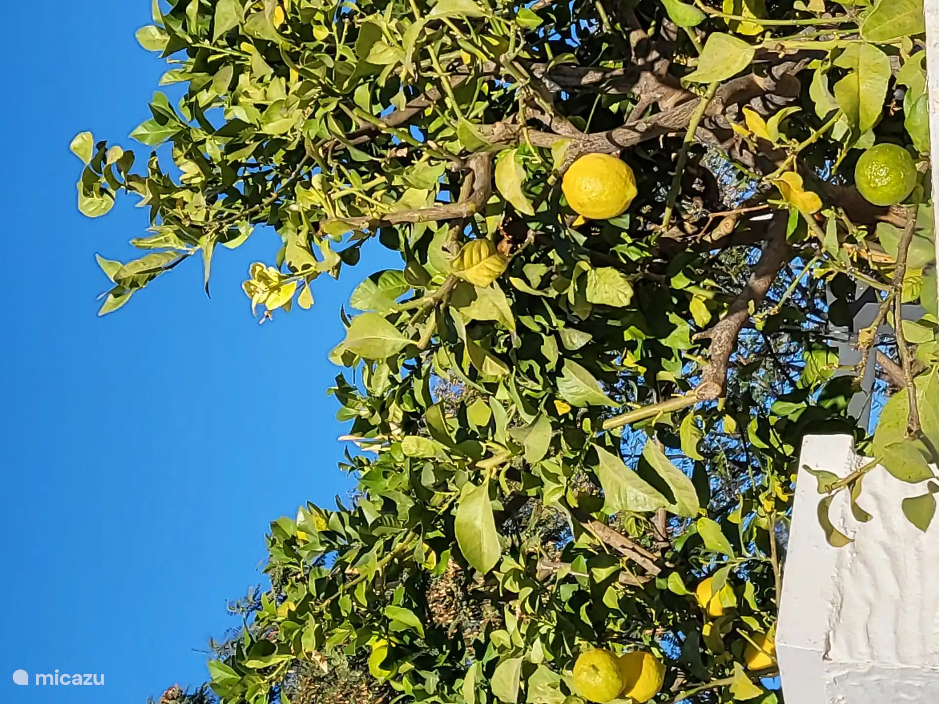 Temidden van de citroenbomen ligt het mooie Vistabella Golf
