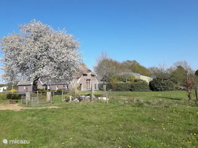 Wandelen, Nederland, Overijssel, Holten, boerderij Erve Toon Zuid-westzijde met bloeiende kersenboom