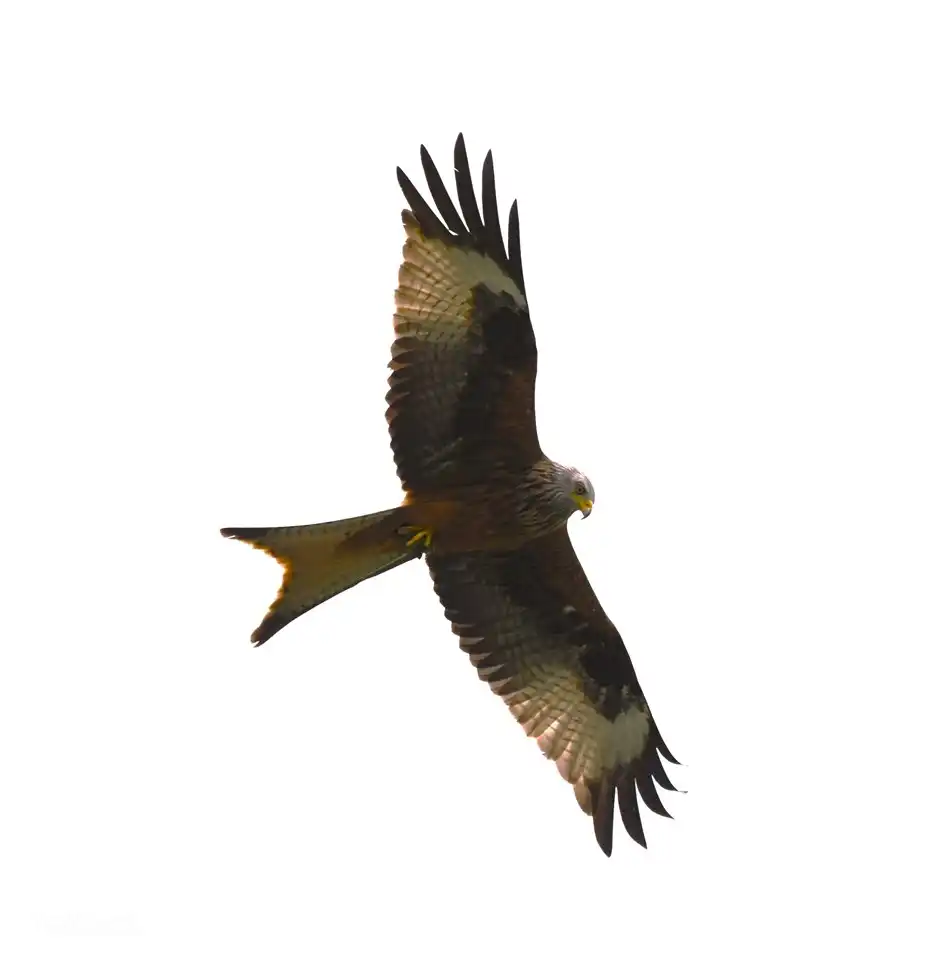 Wow!!! Der Rotmilan fliegt regelmäßig über ...