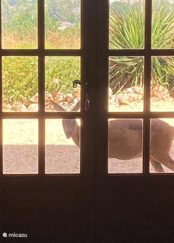 Wer klopft an die Tür der Gîte?