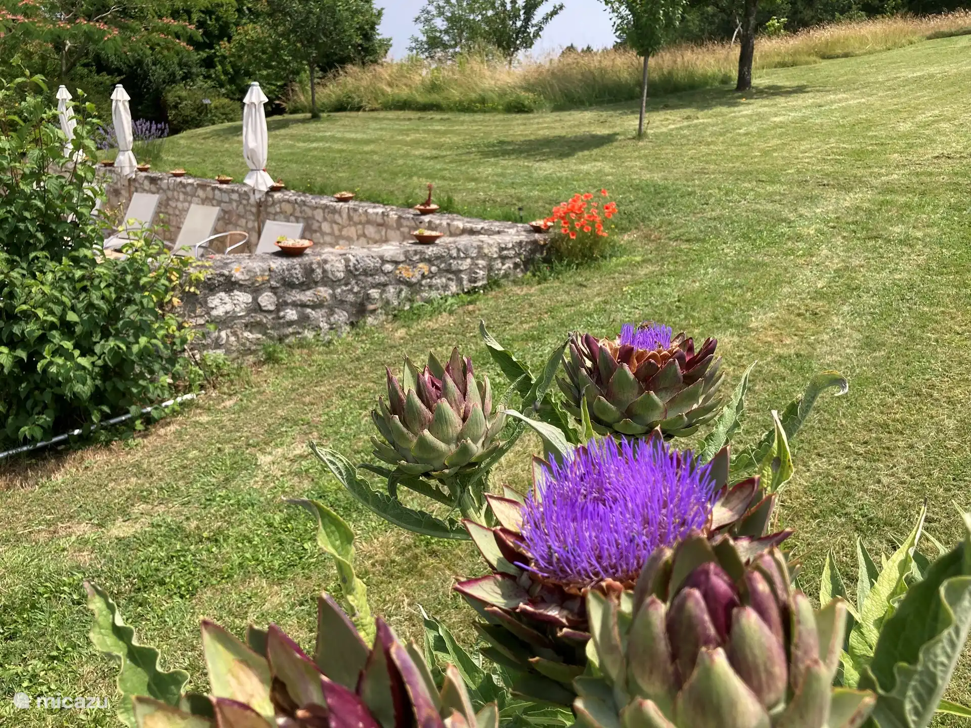 Wachstum und Blüte überall...