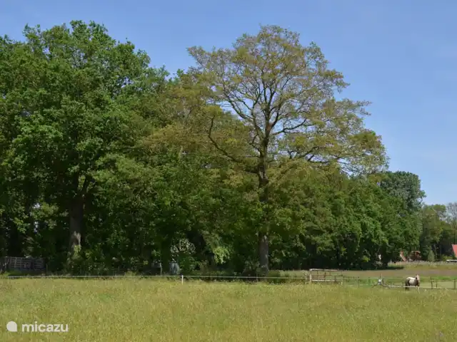 Loge 'De Köttelpeer' | Pays-Bas, Overijssel, Denekamp - cabane en bois / lodge