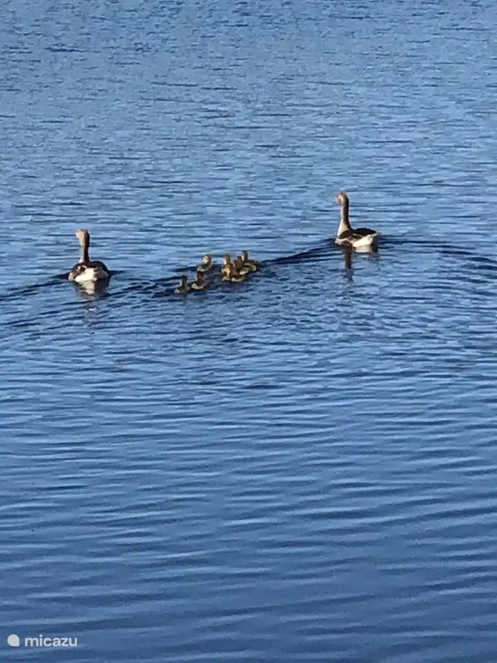 Ein normaler Anblick im Frühling