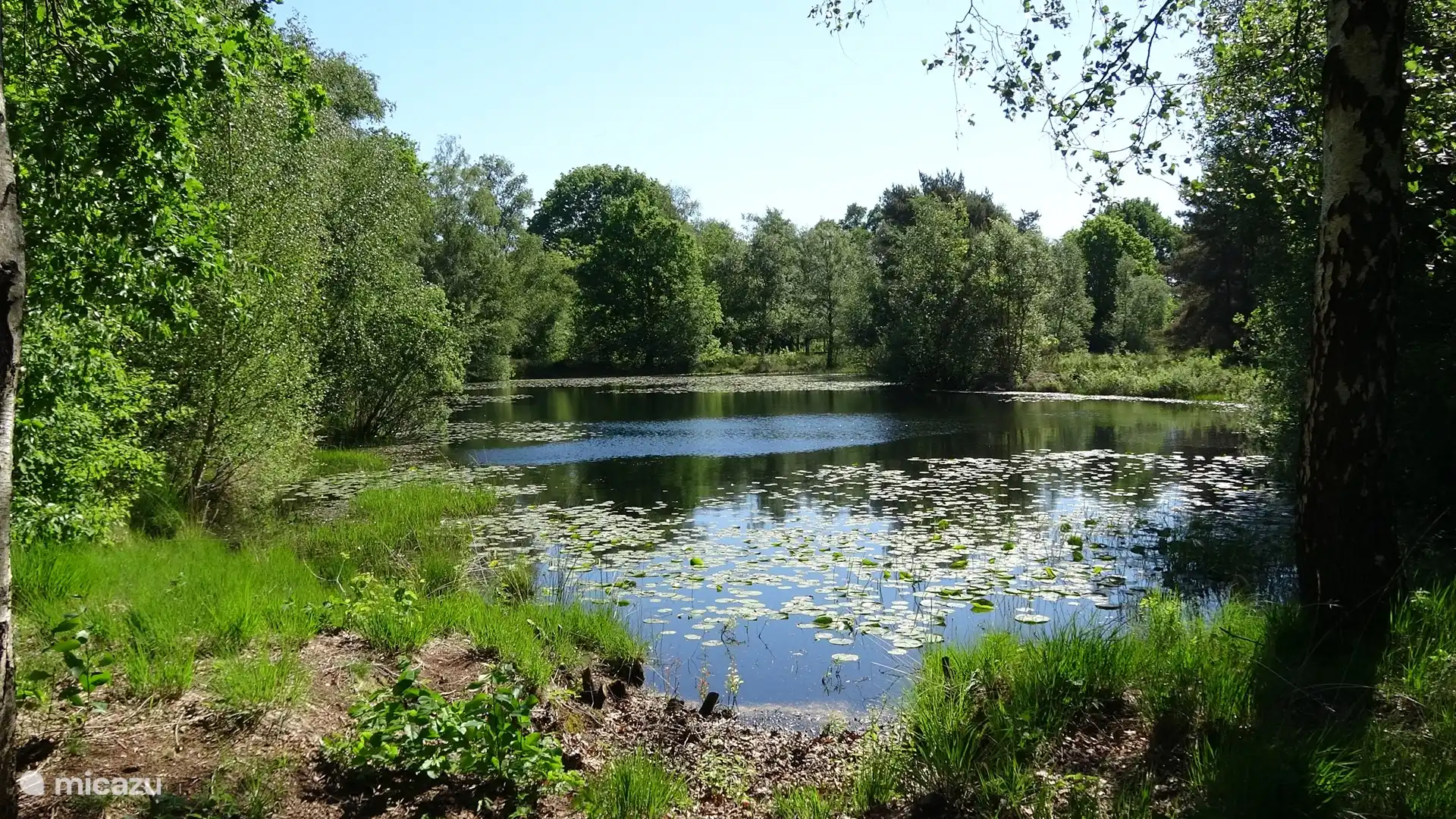 Het kikkerven waarop u uitkijkt