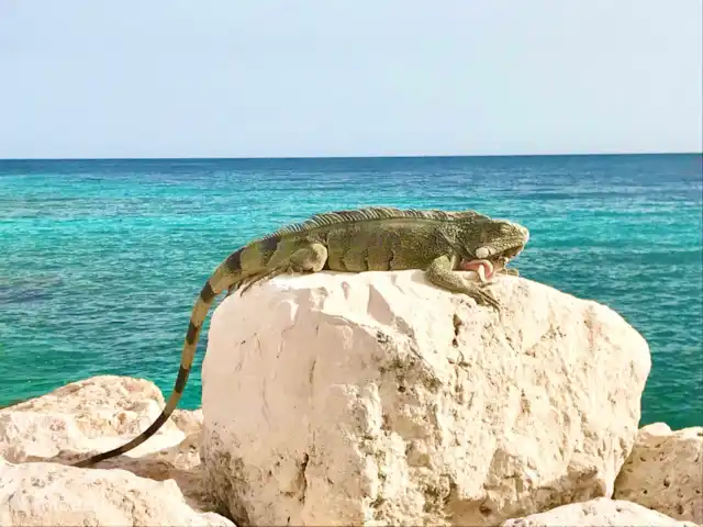 Belle villa sur Blue Bay | Curaçao, Curaçao-Centre, Blue Bay - villa Iguane