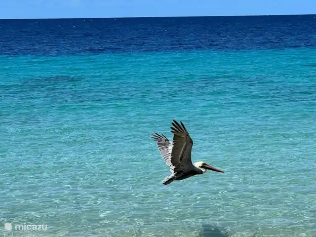 Belle villa sur Blue Bay | Curaçao, Curaçao-Centre, Blue Bay - villa De nombreux oiseaux à Curaçao
