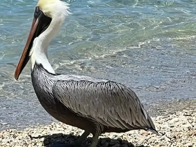 Belle villa sur Blue Bay | Curaçao, Curaçao-Centre, Blue Bay - villa De nombreux oiseaux à Curaçao