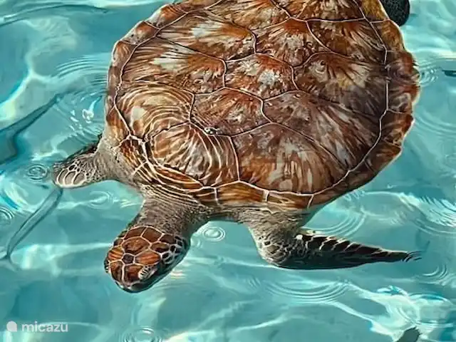 Belle villa sur Blue Bay | Curaçao, Curaçao-Centre, Blue Bay - villa De nombreuses tortues