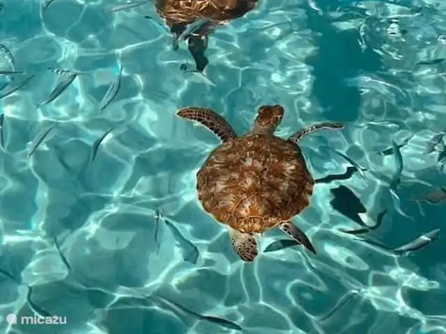 Belle villa sur Blue Bay | Curaçao, Curaçao-Centre, Blue Bay - villa De nombreuses tortues