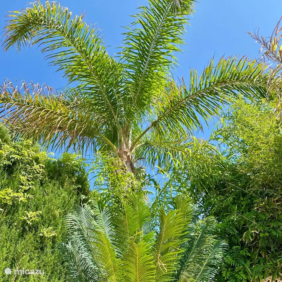 The garden of Villa Lara has beautiful Mediterranean plants and palm trees