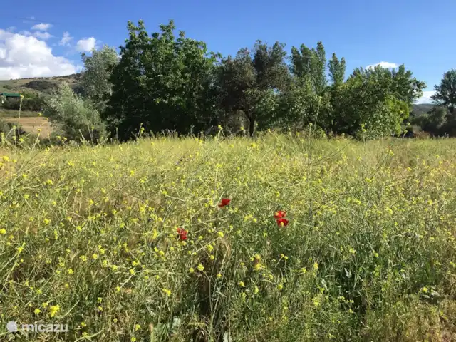 Villa Puente Romana en España, Andalucía, Montefrio  - villa Prado