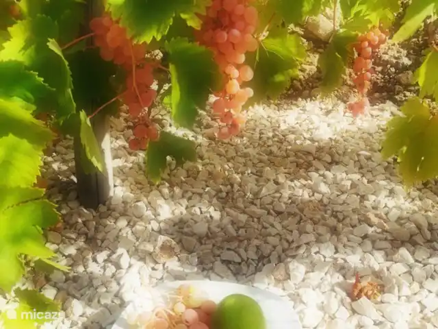 Casa Eryna huren in Spanje, Costa Blanca, Hondón de las Nieves - villa In september genieten van de druifjes uit eigen tuin