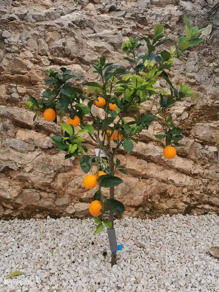 Appelsientjes, nice and sweet ... from our own garden.