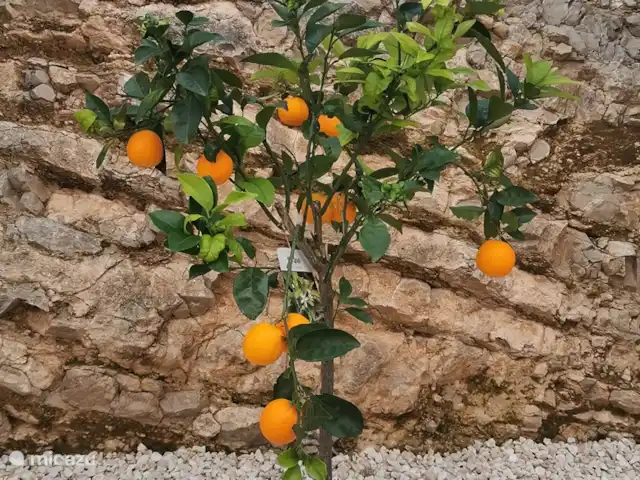 Casa Eryna huren in Spanje, Costa Blanca, Hondón de las Nieves - villa Appelsientjes , lekker zoet...uit eigen tuin.