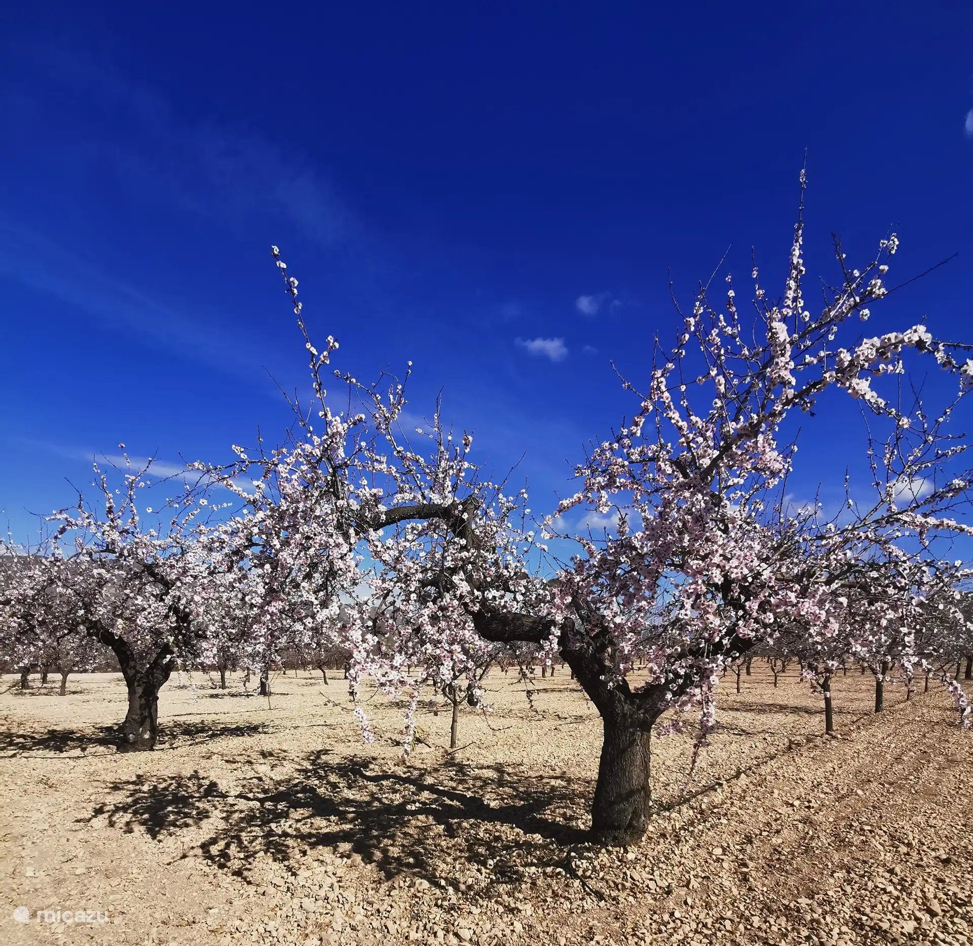Enjoy the beautiful blossoms in spring