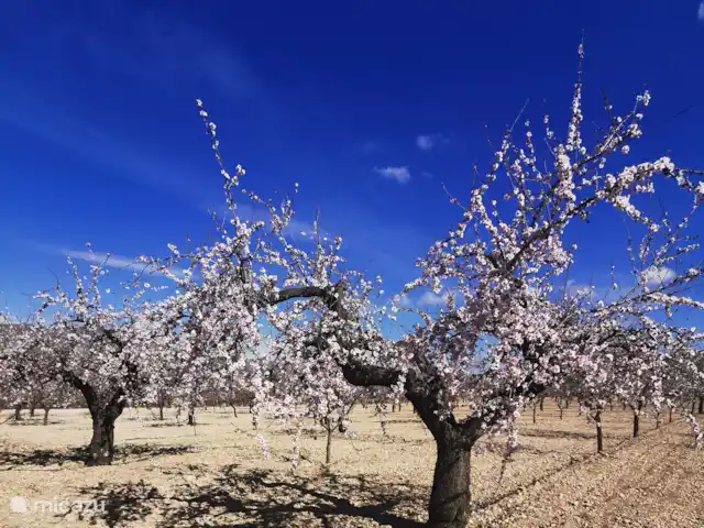 Casa Eryna huren in Spanje, Costa Blanca, Hondón de las Nieves - villa Genieten van de prachtige bloesems in het voorjaar