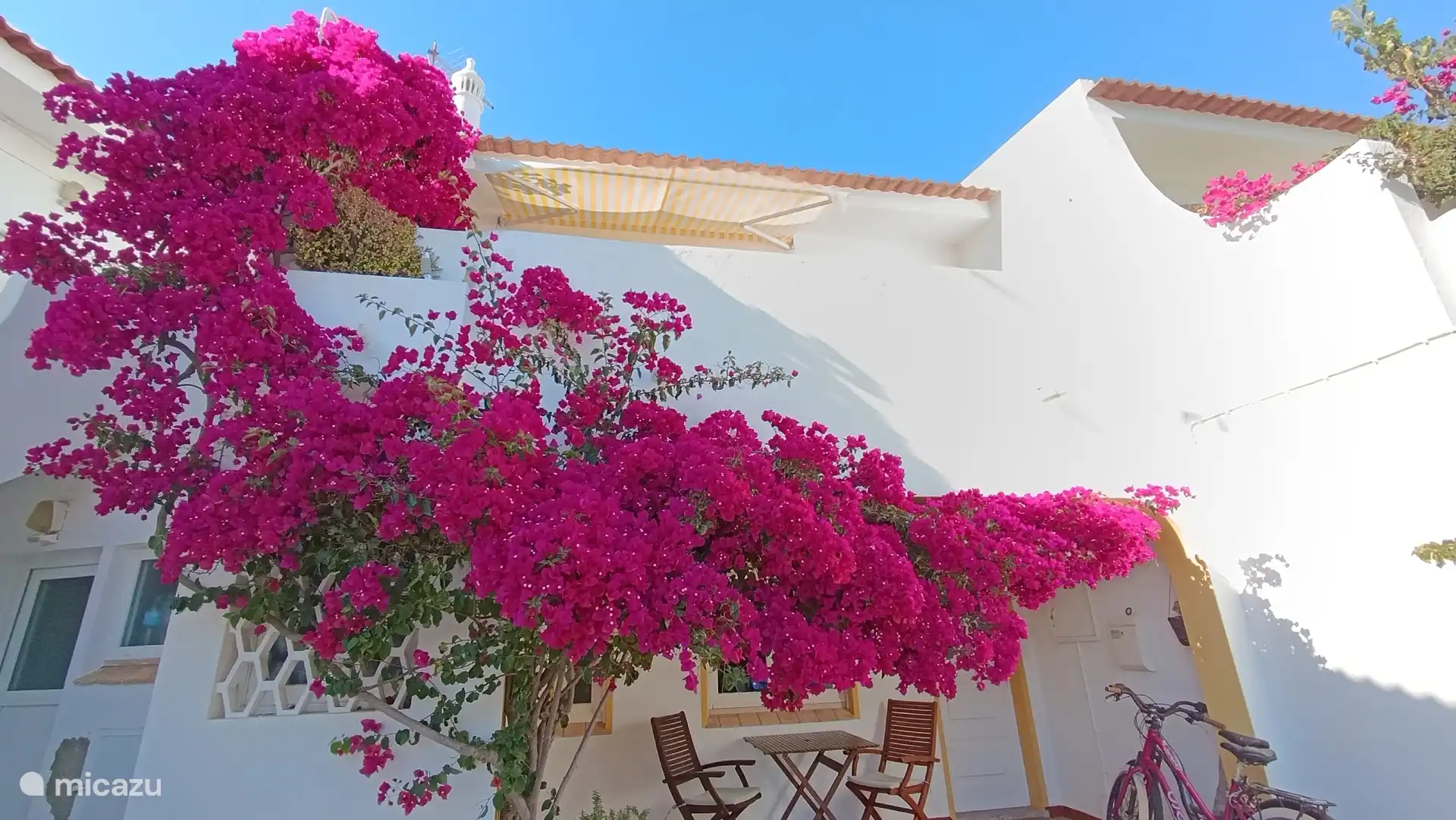 Bungavilia in seiner Blüte-Hochsaison