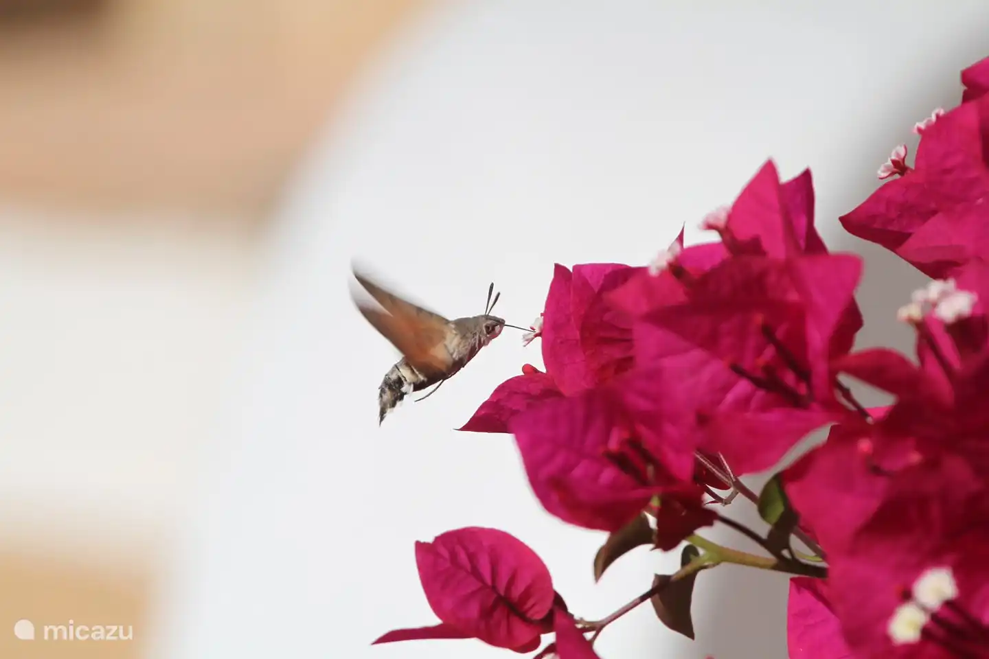 Das Bungavília heißt Sie herzlich willkommen!