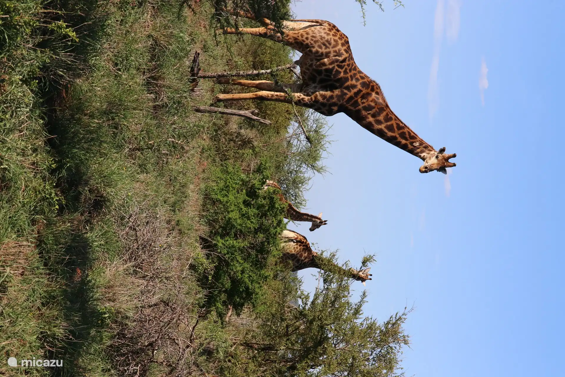 Familia de jirafas en el Parque Kruger