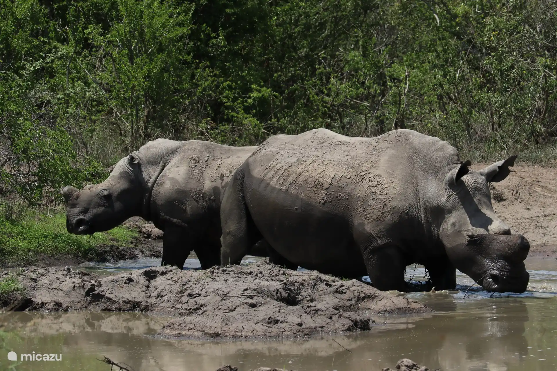 2 rinocerontes en una piscina de barro en el Parque Kruger