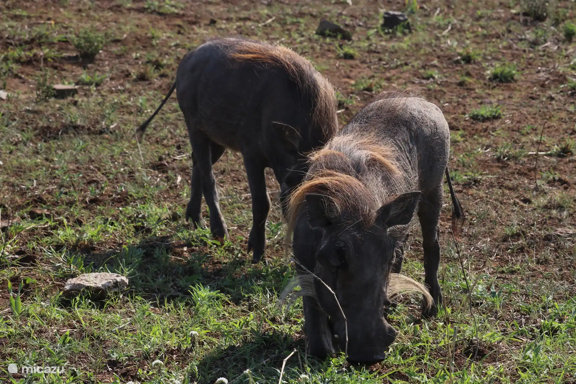 Cerditos de verrugas en Kruger Park