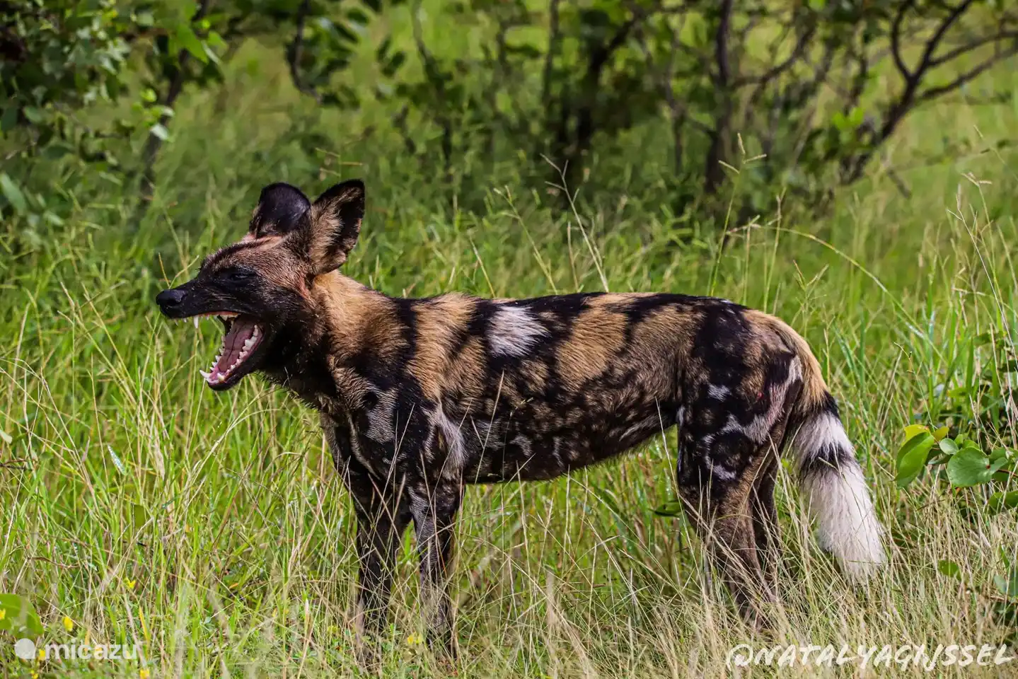 Perro salvaje en el parque Kruger