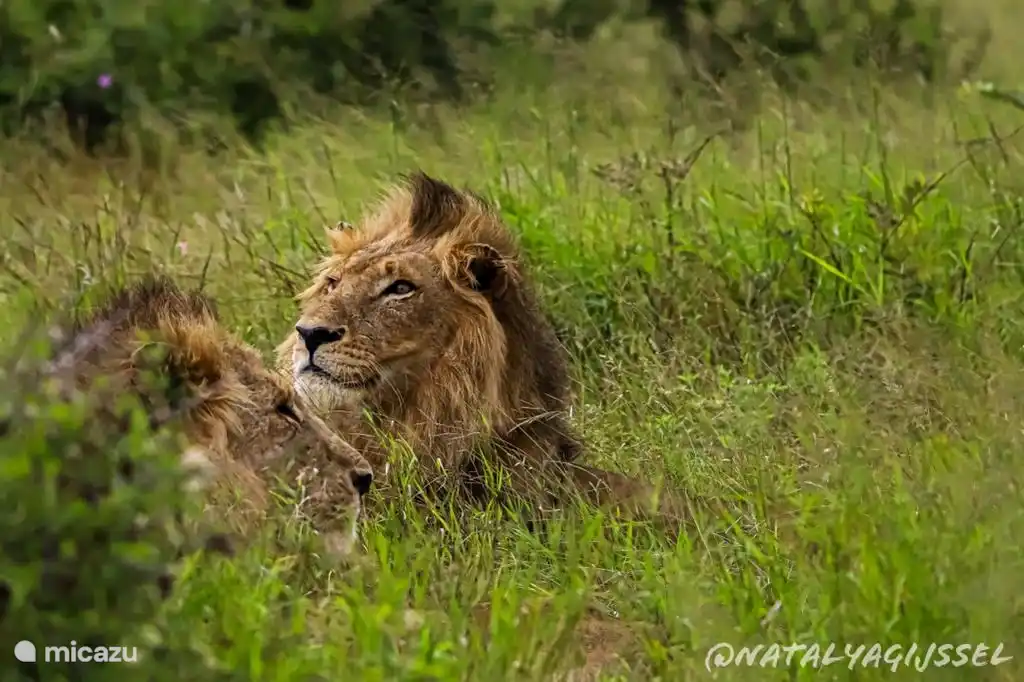Leones en el Parque Kruger