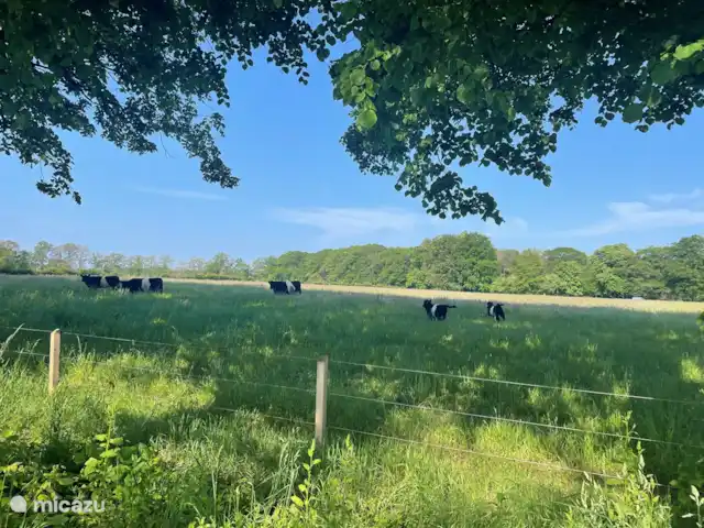 Location de Vacances Pays-Bas, Gueldre, Lochem, maison de vacances - Boshuis Wabi Sabi La nature près de chez vous