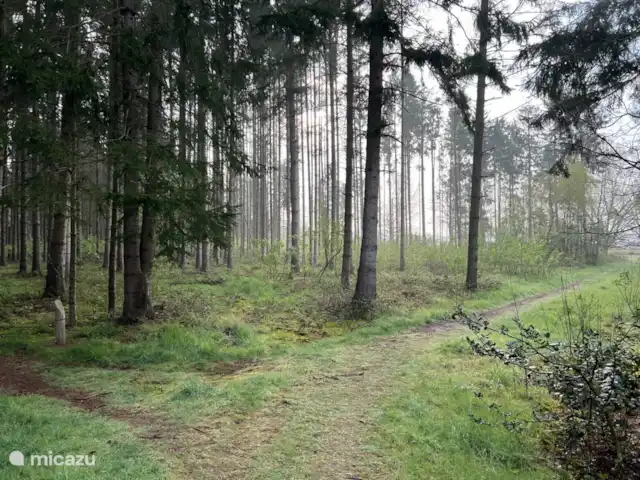 Boshuis De Dollenburcht | Pays-Bas, Drenthe, Spier - bungalow Sable de Terhorster (1)