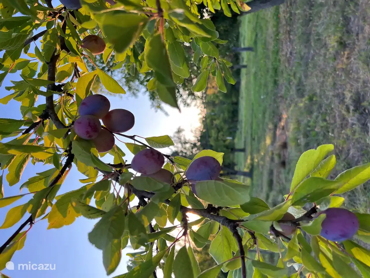 Leckere Zwetschgen aus dem Garten für die selbstgemachte Marmelade