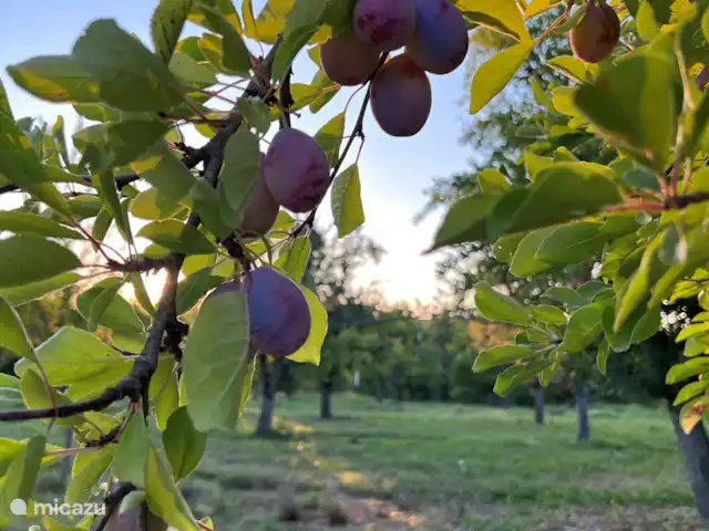 alojamiento y desayuno en Francia, Lot y Garona, Penne d'Agenais – Bed and breakfast studio 'Pruneaux' Deliciosas ciruelas de la huerta para la mermelada casera