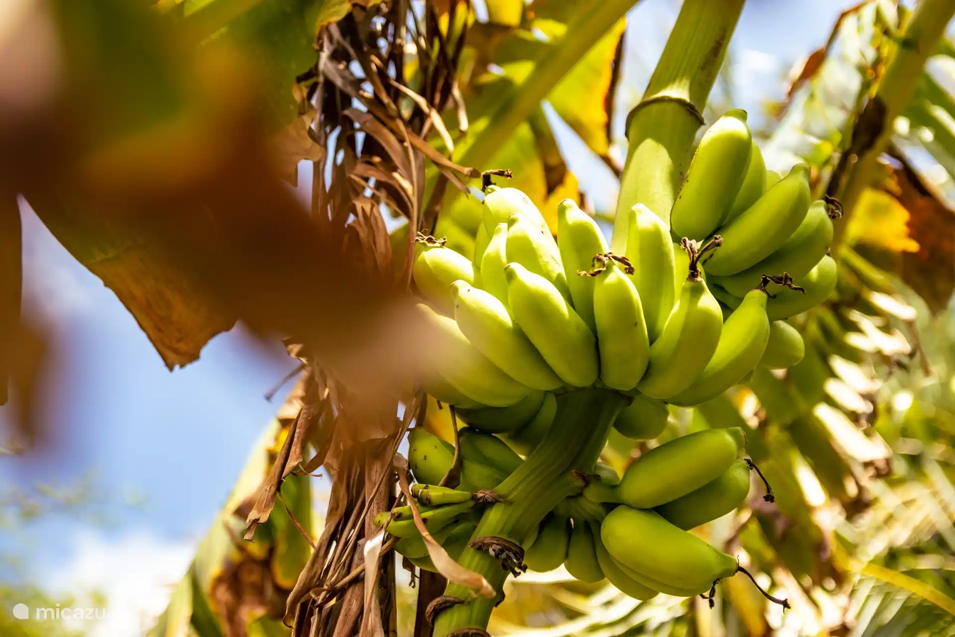 Bananenpflanze mit essbaren Bananen