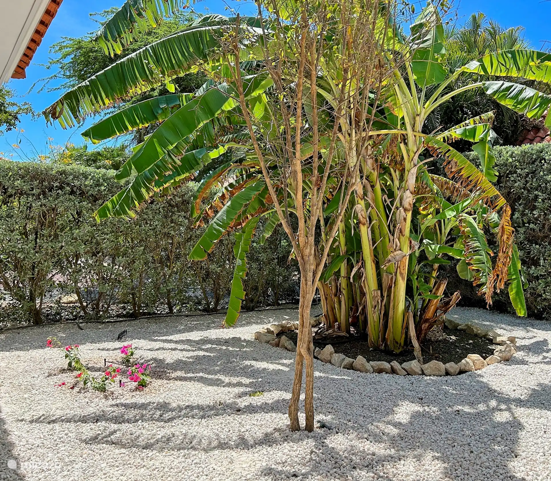 Bananenpflanze mit essbaren Bananen