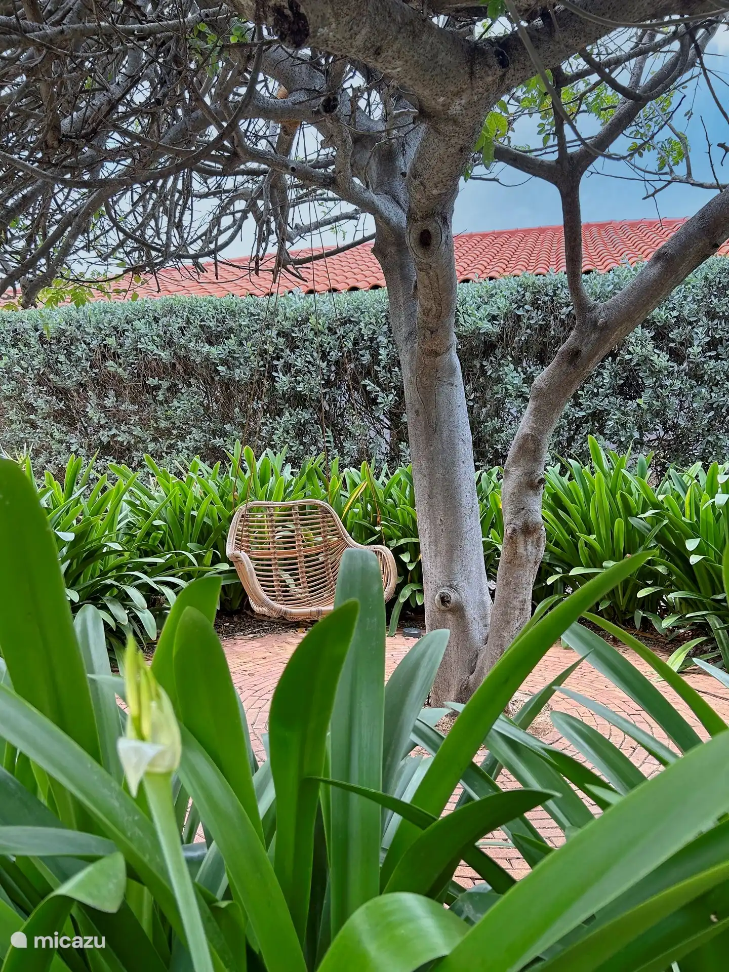 Entspannen Sie sich mit einem Buch im Hängesessel