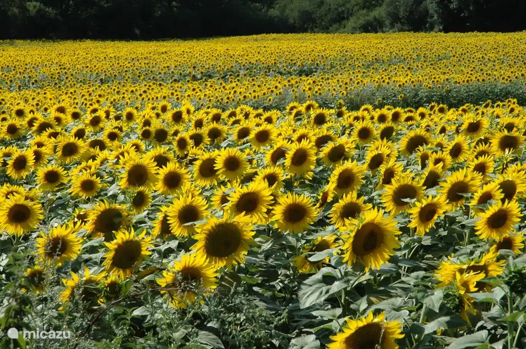 Caminar con diferentes vistas, como prados con ganado y muchos campos de trigo y girasoles.