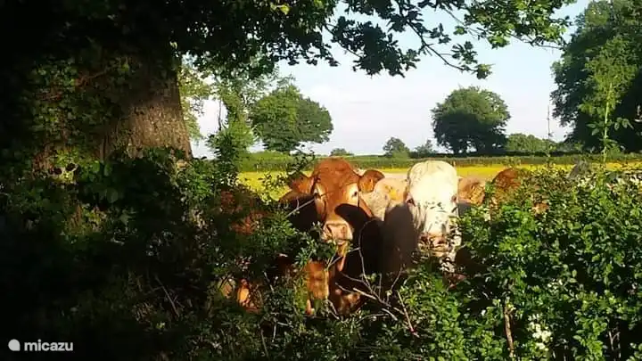 Muchos robles viejos y prados con vacas.