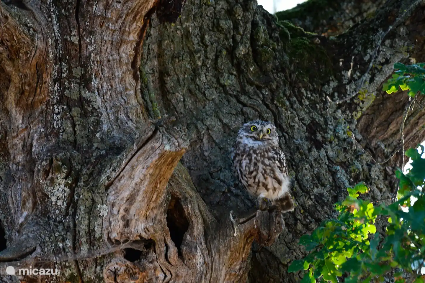 Les Bergeries es un paraíso para las aves... muchas rapaces, golondrinas, lúpulos, jilgueros, etc.