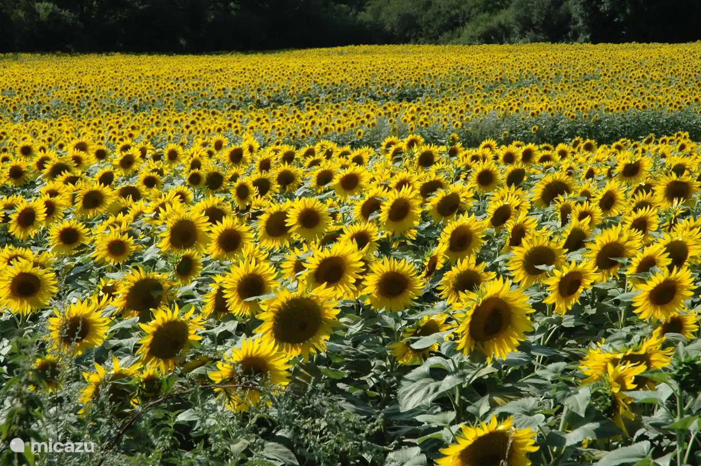 Campo de girasoles en la zona.