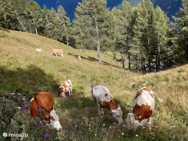Casa Trapp en Austria, Carintia, Rangersdorf - villa los vecinos
