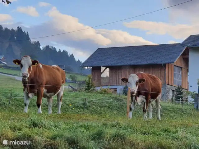 Casa Trapp en Austria, Carintia, Rangersdorf - villa primer plano de los vecinos