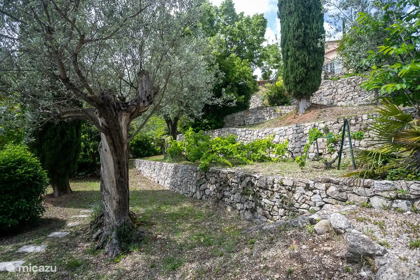 De terassen die naar het zwembad leiden.  Het huis is omringd door olijfbomen en cypressen. 