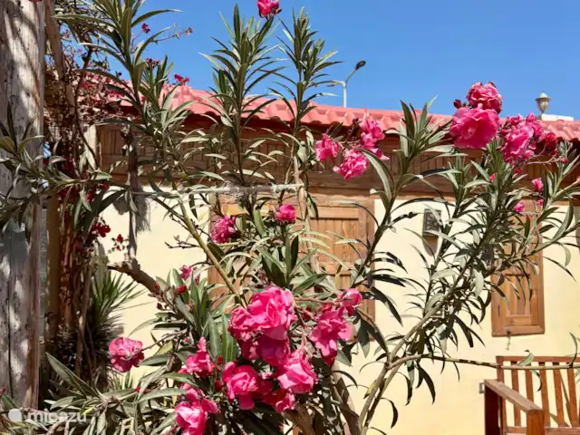 Voir Villa Appartements 4 pers chalet | Égypte, Mer Rouge , Hurghada - chalet laurier-rose sur la terrasse